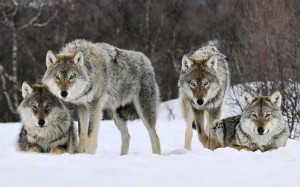 gray_wolves_norway-wide